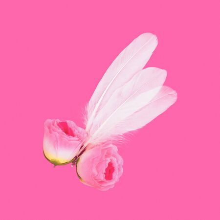 Feathers and Rosa Minimal art Surreal Delicately careの写真素材
