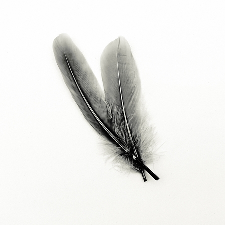 Feathers black and white art galleryの写真素材
