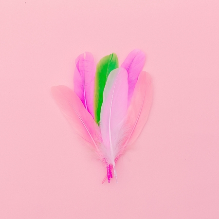 Pink feathers minimal art design fashionの写真素材