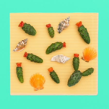 Set of Mini Cactus and seashells. Minimal art design detailsの写真素材
