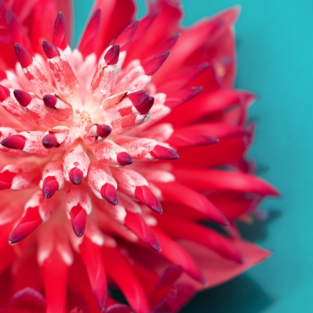 Tropical plant close-up. details. Minimal fashion artの写真素材