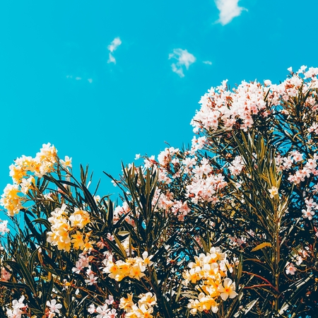 Flowers and sky. Minimal styleの写真素材