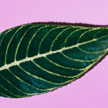 Tropical leaf on pink. Minimal fashion artの写真素材