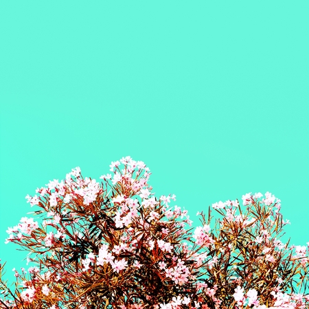 Blooming flowers Minimal Styleの写真素材