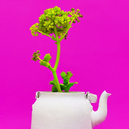 Tropical plant in a teapot. Minimal styleの写真素材