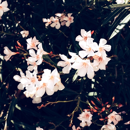 White flowers. Canary Islands. Minimal