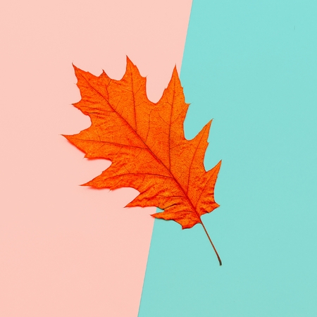 Autumn Leaf Herbarium Minimal artの写真素材