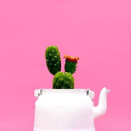 Cactus in a teapot. Minimal style design