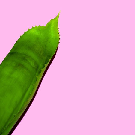Plant on  pink. Minimal fashion artの写真素材