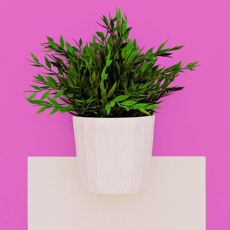 Artificial houseplant. Home decor. Minimal artの写真素材