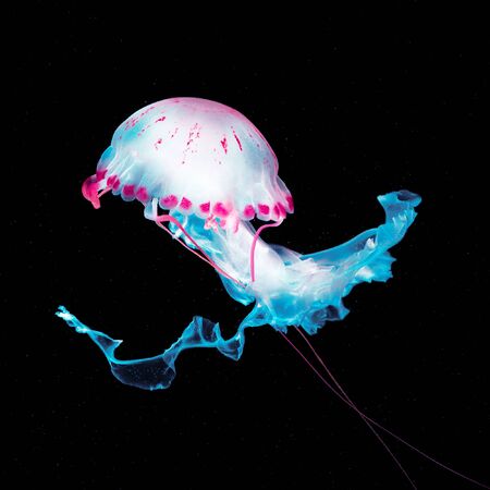 Jellyfish on a black abstract background. Minimal art designの写真素材