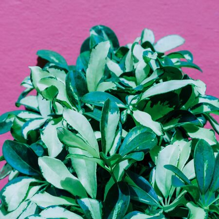 Plant on pink. Minimal art design. Outdoorsの写真素材