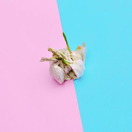 Garlic. Minimal style Candy Colorsの写真素材