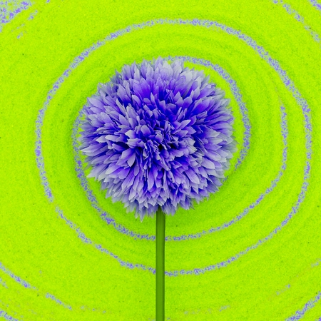 Purple flower. Minimal styleの写真素材