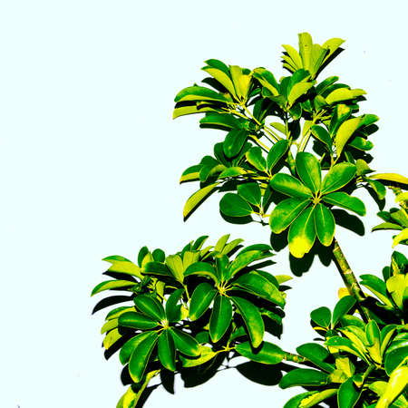green tree  against a white wall. Minimal style