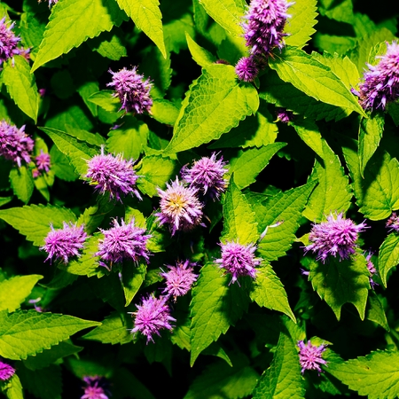 Herbs and life. Fresh Melissa.の写真素材