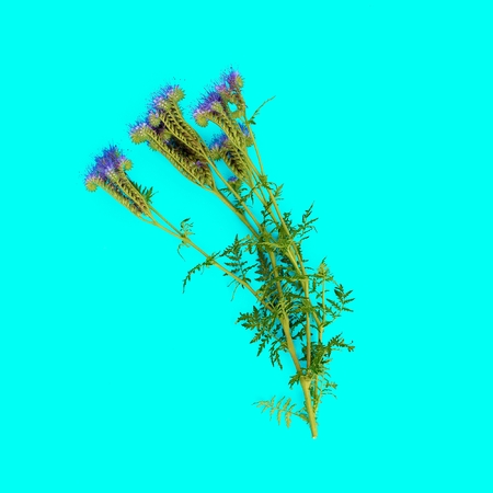 Wild flower on blue background. minimal styleの写真素材