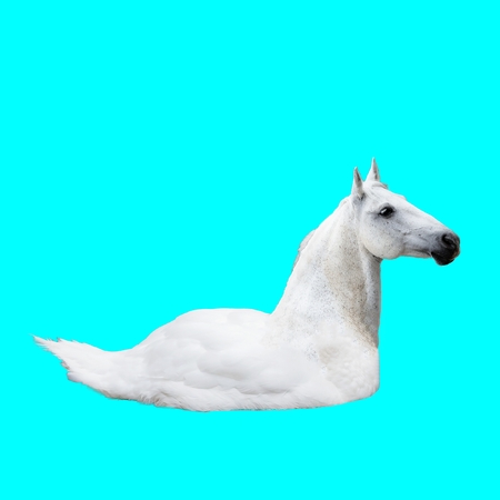 Fashion collage art. Photo manipulation. Hybrid swan and horseの写真素材