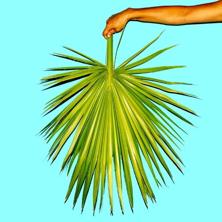 Minimal. Hand holds a palm leaf. Summer trend