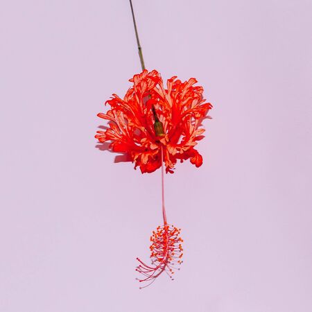 Red tropical flower on pink. Minimal artの写真素材