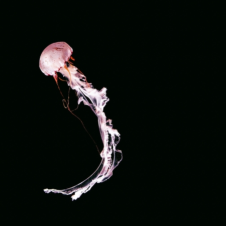 Pink jellyfish on a black abstract background. Minimal art designの写真素材