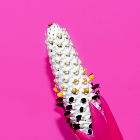 Exotic Flower on  pink. Plants Collection. Stylish minimal designの写真素材