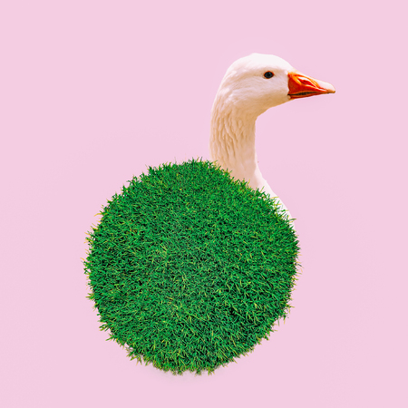 Modern design collage art. Flat minimal Vegan fashion concept. Goose and peaceの写真素材