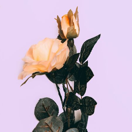 Rosa Minimal Style on a white background.の写真素材
