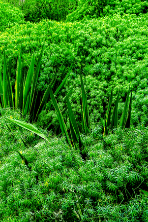 Tropical green background. Tenerife. Canary Islandsの写真素材