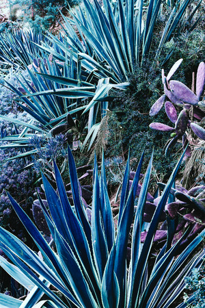 Tropical green fashion background. Tenerife. Canary Islandsの写真素材