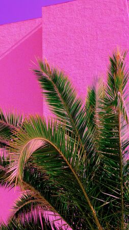 Fashion aestheticwallpaper phone.  Plants on pink concept. Palm mood