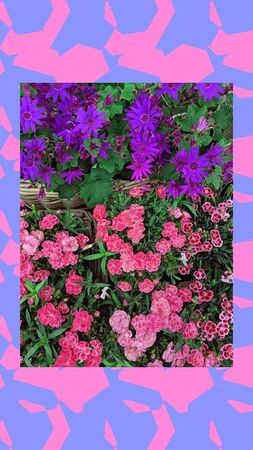 Fashion aesthetic wallpaper phone.  Bloom wild flowers background. Spring summer cute vibesの写真素材