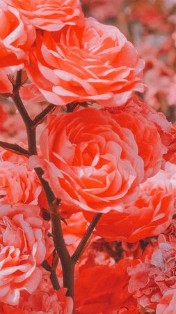 Fashion 
aesthetic wallpaper phone. Lush lava Roses bloom backgroundの写真素材