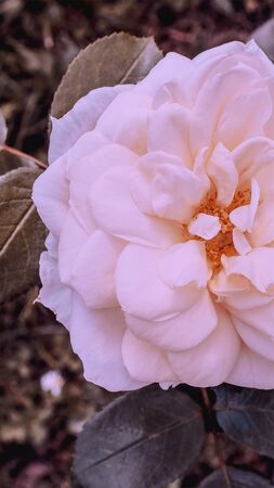 Fashion idea 
 wallpaper phone. Vanilla white roses bloom backgroundの写真素材