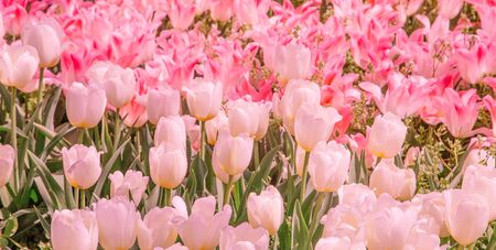 Aesthetics wallpaper flowers. Pink and white tulip fashion backgroundの写真素材