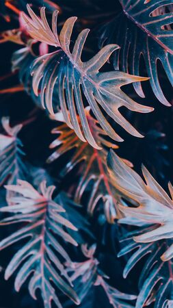 Fashion aestheticwallpaper phone.  GreenTropical background