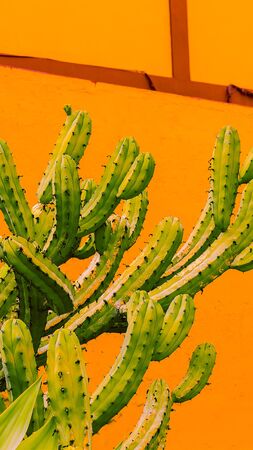 Fashion 
aesthetic
wallpaper phone.  Cactus on yellow backgroundの写真素材