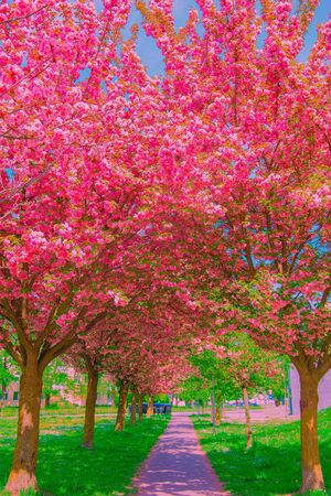 Fashion aesthetics wallpaper design.  Cherry blossom tree. Pink Spring vibesの写真素材