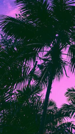 Fashion 
aesthetic
wallpaper phone.  Palm Tropical backgroundの写真素材