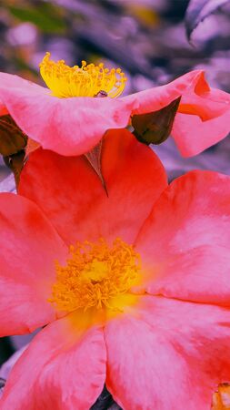 Fashion idea wallpaper phone. Flowers bloom vibes