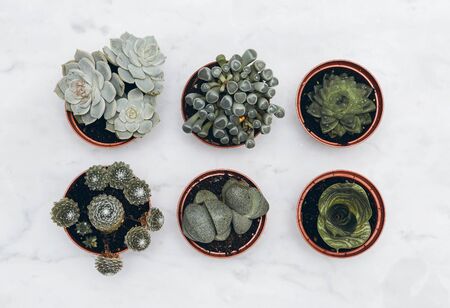 cactus lover. minimal concept flowers design art