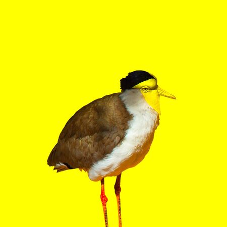 Aesthetic art collage. Minimal Zine culture trendの写真素材