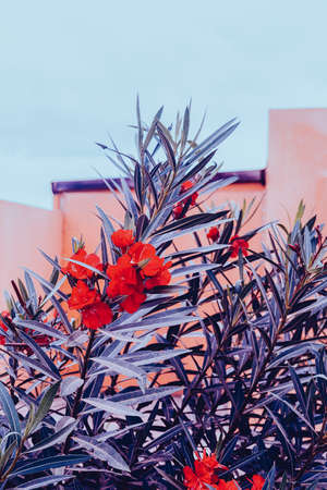 Plants on pink concept. Tropical flowers. Canary islandの写真素材