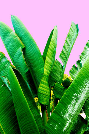 Green leaves on a pink. Plant lovers. Minimal fashion designの写真素材