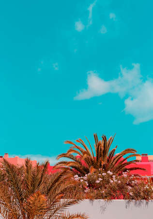 Canary Island. Palm tropical location. Ideal for travel cardの写真素材