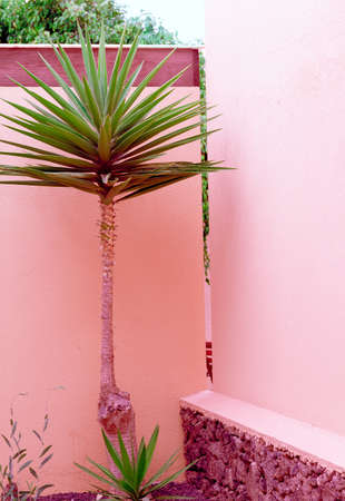 Plants on pink fashion concept. Tropical location. Palm. Canary Islandの写真素材