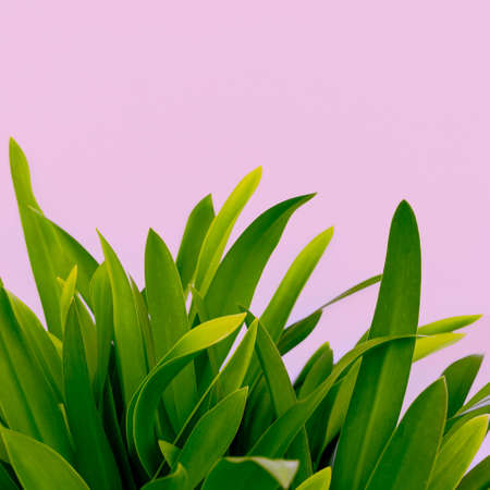 Modern art. Plant lovers. Plant on pink. minimal ideasの写真素材
