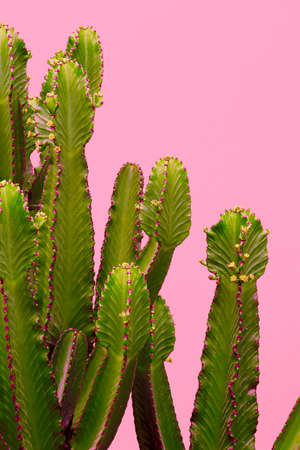 Plants on pink concept. Cactus on pink wall background. Minimal artの写真素材