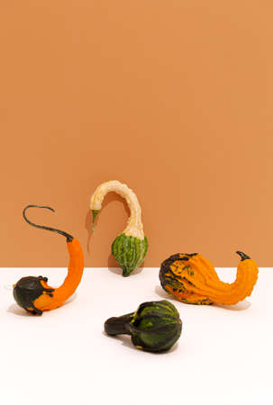 Decoration Pumpkins. Fall autumn minimal concept. Still life fashionの写真素材