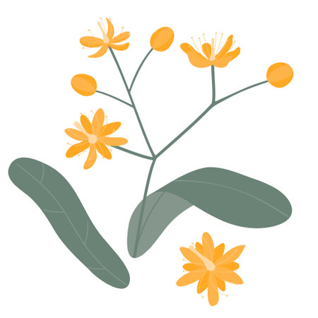 A drawing of a branch of a flowering lime tree with leaves. vector image.のイラスト素材